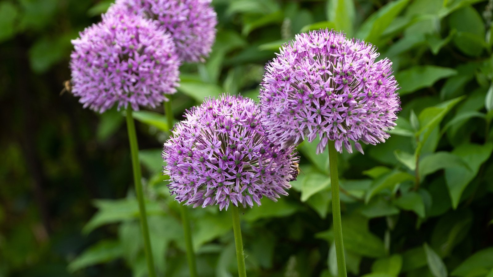 Dense, spherical clusters of tiny violet flowers sit atop thick, tall stems, towering above strap-like leaves.
