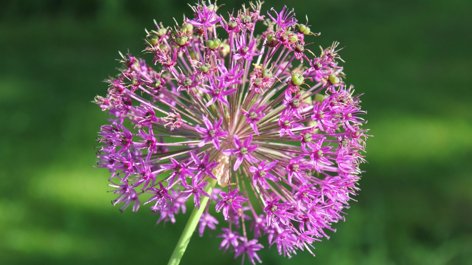 A light pink, spherical flower head composed of tiny, star-shaped blooms sit atop a tall, slender stem on a blurry green background.