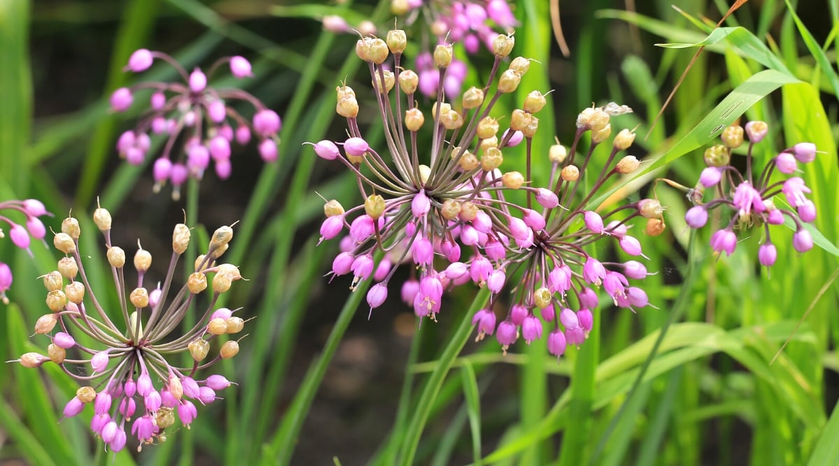 Close-up of flowering Allium cernuum plants in a sunny garden. Allium cernuum is a perennial herbaceous plant. The plant has a slender upright habit. It has linear, grass-like leaves that grow in tufts at the base of the plant. The leaves are green and have a smooth texture. Allium cernuum produces unique hanging flowers that hang in clusters from the tops of thin stems. The flowers are small, bell-shaped, with six pale pink or purplish pink petals.