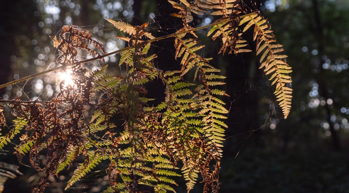 Close-up of an Ostrich ferns plant in a sunny garden with dying leaves due to a fungal disease. The plant has large feathery leaves that consist of many finely dissected green leaflets. Leaves and stems are brown, wilted and rotting.