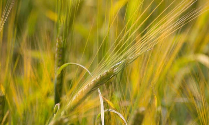 Almost ripe barley