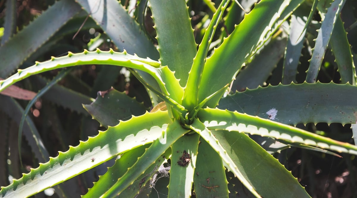 Close-up of Aloe vera in a sunny garden. Aloe vera is a distinctive succulent known for its rosette of thick, fleshy leaves. The leaves are lance-shaped, tapering to a point, and feature serrated edges lined with small teeth.