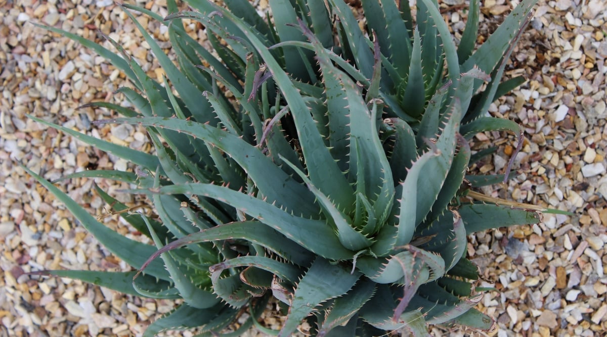 A close-up of Aloe ‘Blue Elf’ plant's green, spiky leaves against a backdrop of small white and gray pebbles. The sharp-edged leaves contrast beautifully with the smooth stones, creating a visually appealing and textured composition within the planted ground.
