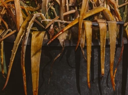 Close-up of aloe dying in a large black pot. The plant has a rosette of drooping, withered, rotting, brown, lance-shaped leaves with pointed tips and small spines along the edges.