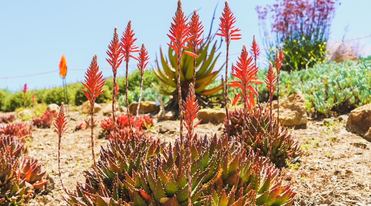 A close-up of aloe vera plants with leaves exhibiting a striking orange tint, a consequence of prolonged exposure to intense sunlight. Among the leaves, elongated stems gracefully bear clusters of vibrant orange aloe vera flowers. These aloes thrive in brown soil alongside various other plants, basking in the direct sunlight's warmth and brightness.