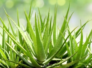 A close-up showcases vibrant aloe vera leaves with long, succulent, and spiked edges. The sunlight kisses its surface, revealing a mesmerizing glow, and accentuating the plant's natural hues of green. Against a soft, blurred backdrop, the plant appears almost ethereal, evoking a magical aura.