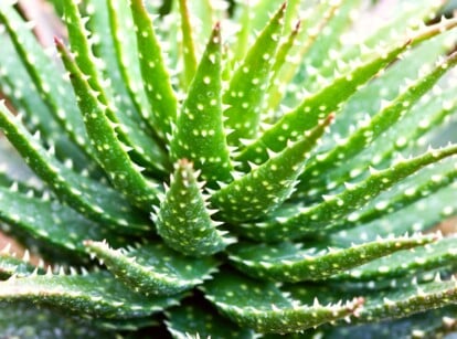 This close-up features a succulent aloe vera plant called ‘Minnie Belle’. Its fleshy leaves sprawl outwards, each rimmed with a fringe of frosty white spikes, a surprising contrast to the typical smooth aloe edge.