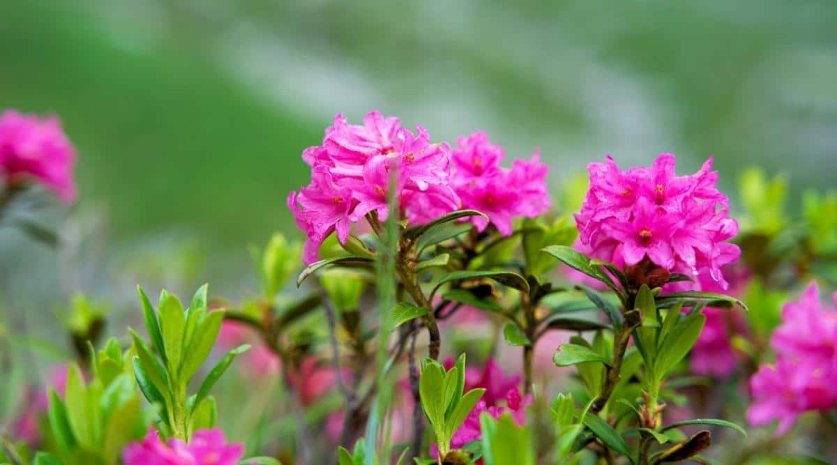 Alpenrose