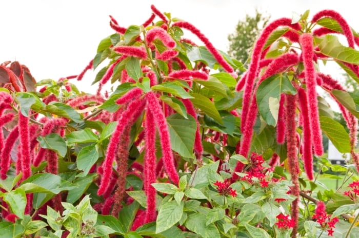 Vivid crimson love-lies-bleeding amaranth blooms dangle gracefully, resembling cascading tears of passion against a backdrop of lush green leaves. Each petal tells a tale of love's intensity, evoking emotions that spill over in vibrant hues.