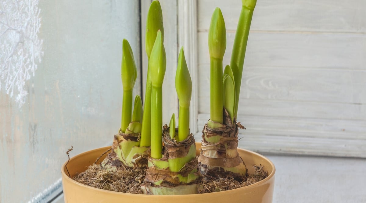 Close-up of sprouted Amaryllis bulbs in a large pot on a windowsill. Emerging from a bulb, slender and green sprouts shoot forth, evolving into tall, sturdy stems with a gentle curve. Along these stems, large and teardrop-shaped buds form.