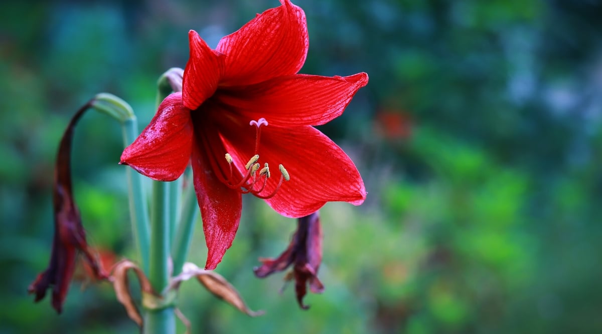 Close-up of a large blooming Amaryllis flower and two wilted ones on the same stem, against a blurred green background. Amaryllis boasts a large, trumpet-shaped bloom of bright, rich red color. The velvety, velour-like texture of the petals adds a touch of luxury to the flower's appearance. Each bloom, held proudly atop a tall, sturdy stem, features a prominent central stigma surrounded by gracefully arching stamens.