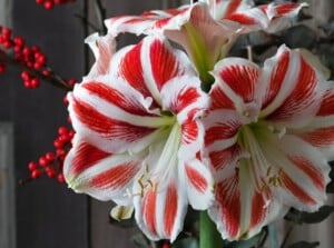 Amaryllis growing in container with white flowers that has red stripes