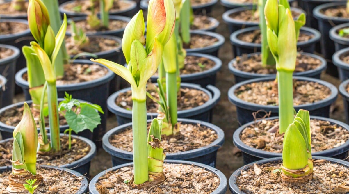 Close-up of many potted amaryllis not blooming. Emerging from a bulb, the sprouts of the Amaryllis unfurl into tall, sturdy stems that rise with a graceful curve. The stems bear large, teardrop-shaped buds that hold the promise of vibrant blooms.