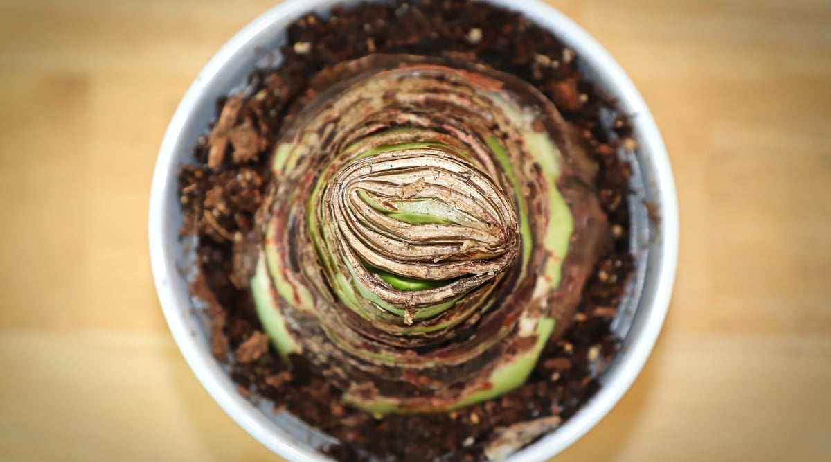 Top view, close-up of an Amaryllis bulb planted in a white pot. The Amaryllis bulb is a striking and substantial botanical structure, characterized by its large, teardrop-shaped form. Wrapped in papery layers, the bulb's outer covering ranges in hues from earthy browns to tans. Small green sprouts are already appearing on top of the bulb.