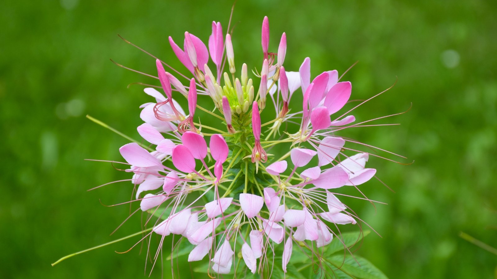 A close-up showcases purple cleome flowers in a cluster, standing out against a softly blurred backdrop of lush green foliage, highlighting their delicate petals and intricate details.