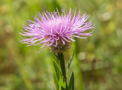 Close-up of a blooming American basketflower boasting lance-shaped, deeply lobed leaves arranged along its tall, sturdy stem, topped with intricate, lavender-pink flower heads resembling woven baskets.