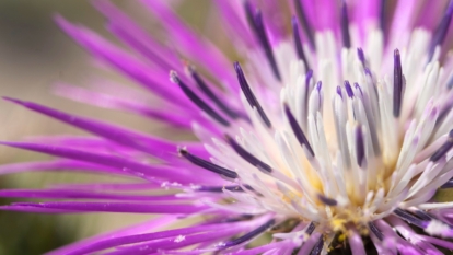 In a close-up view, the American basketflower reveals its intricate lavender-pink flower heads composed of delicate, thread-like petals radiating from a central disk with creamy white petals tipped in purple.