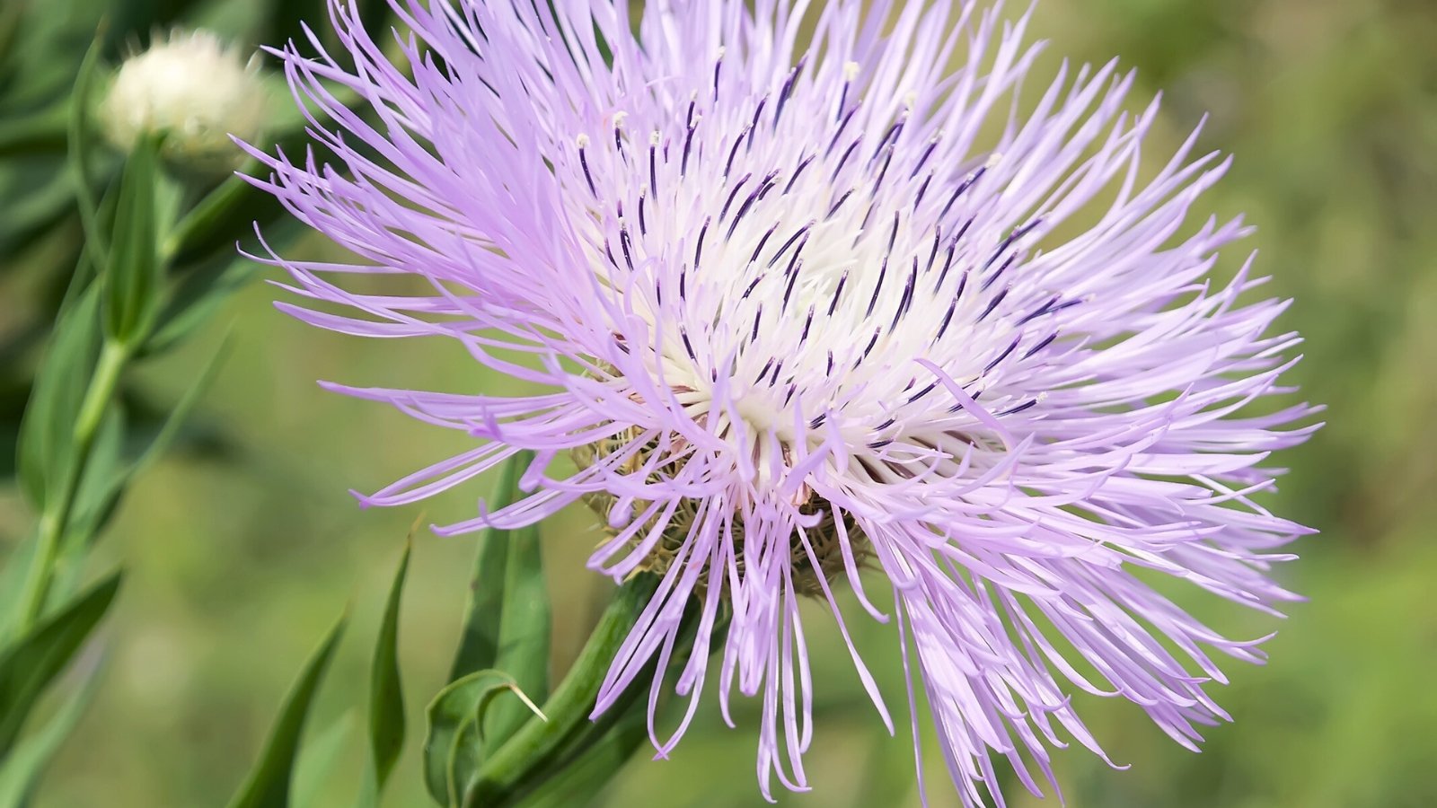 Close-up of the American basketflower plant reveals lanceolate leaves arranged in a basal rosette, with a tall, slender stem rising to bear a captivating lavender-pink flower head comprised of delicate tubular florets surrounded by papery bracts.