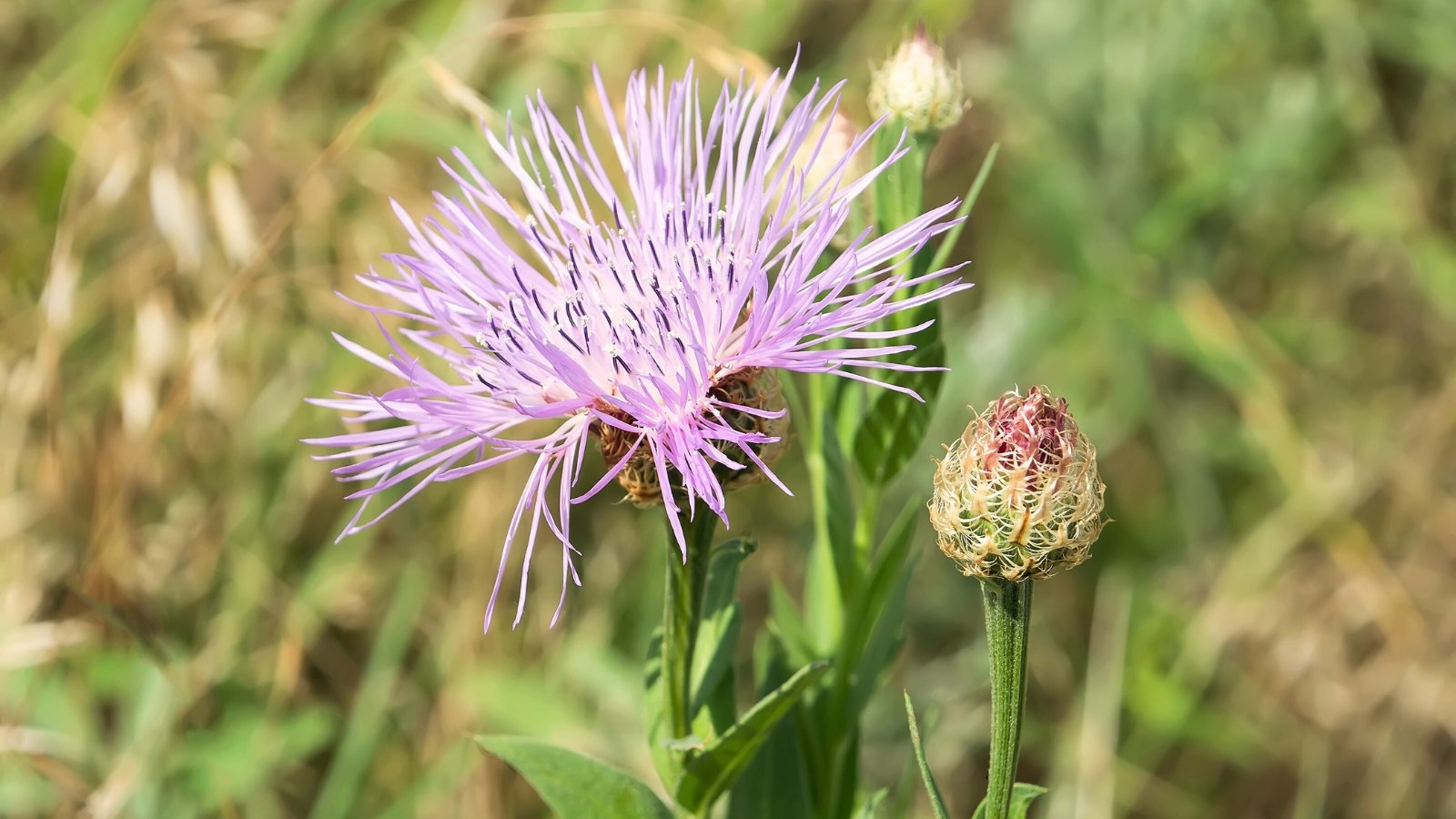 Close-up of a flowering Centaurea americana plant under full sun, displaying lance-shaped, deeply lobed leaves arranged along sturdy stems, supporting vibrant purple flower heads surrounded by spiky bracts.