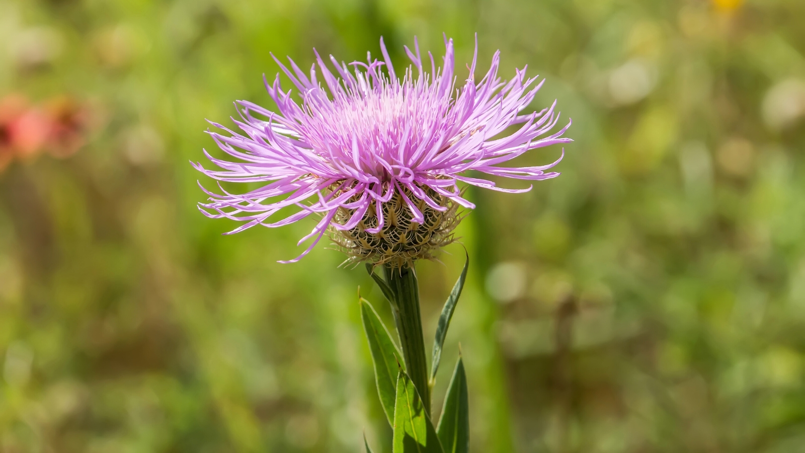 Close-up of a blooming American basketflower boasting lance-shaped, deeply lobed leaves arranged along its tall, sturdy stem, topped with intricate, lavender-pink flower heads resembling woven baskets.