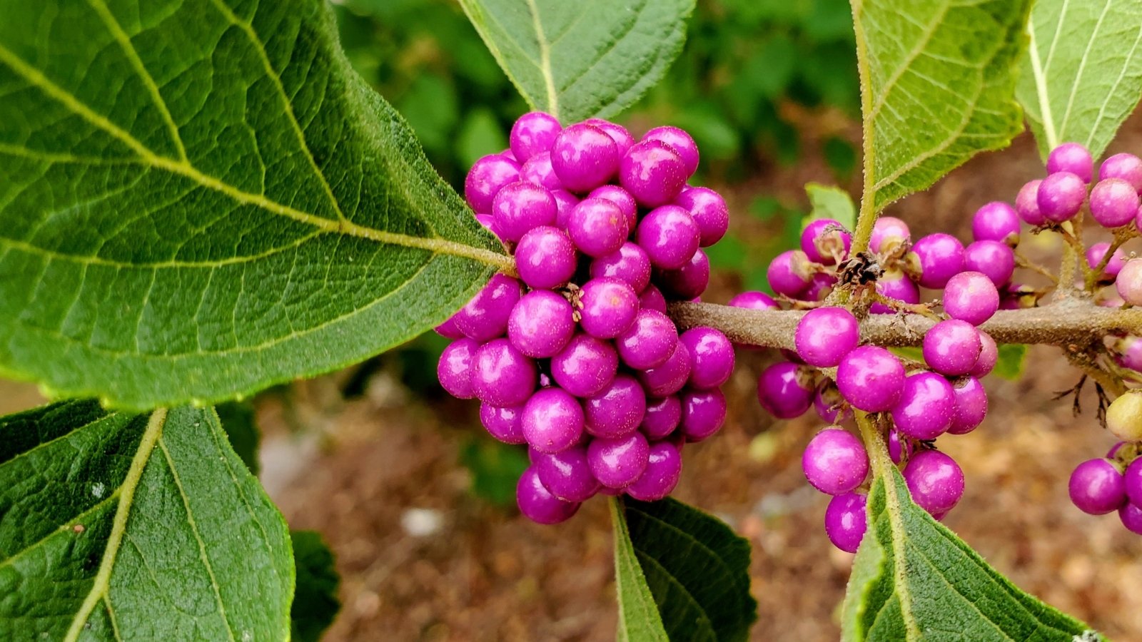 A close-up of purple American beautyberries with green leaves, showcasing nature's intricate details in a harmonious blend of colors and textures.