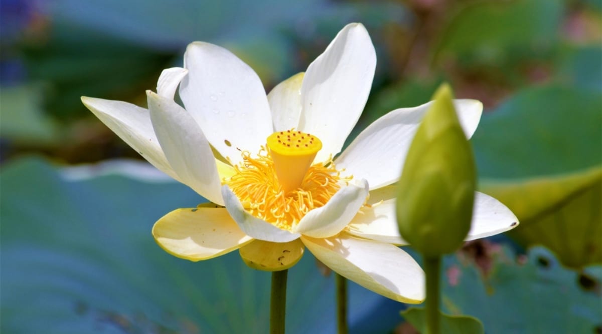 American Lotus