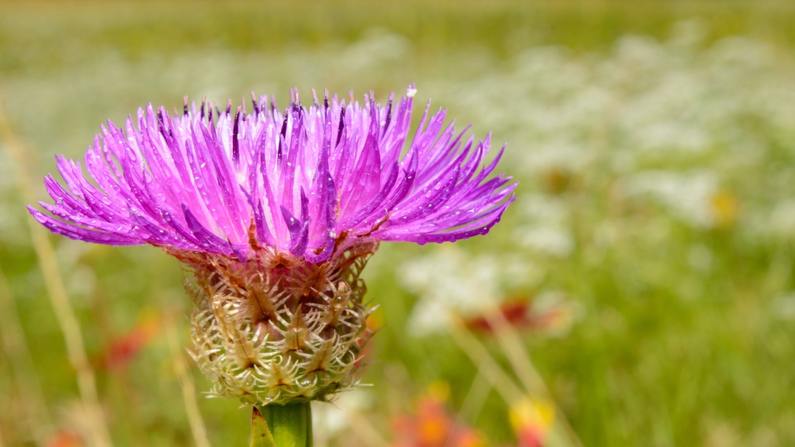 Close-up of an American star thistle with dew droplets in a sunny garden.