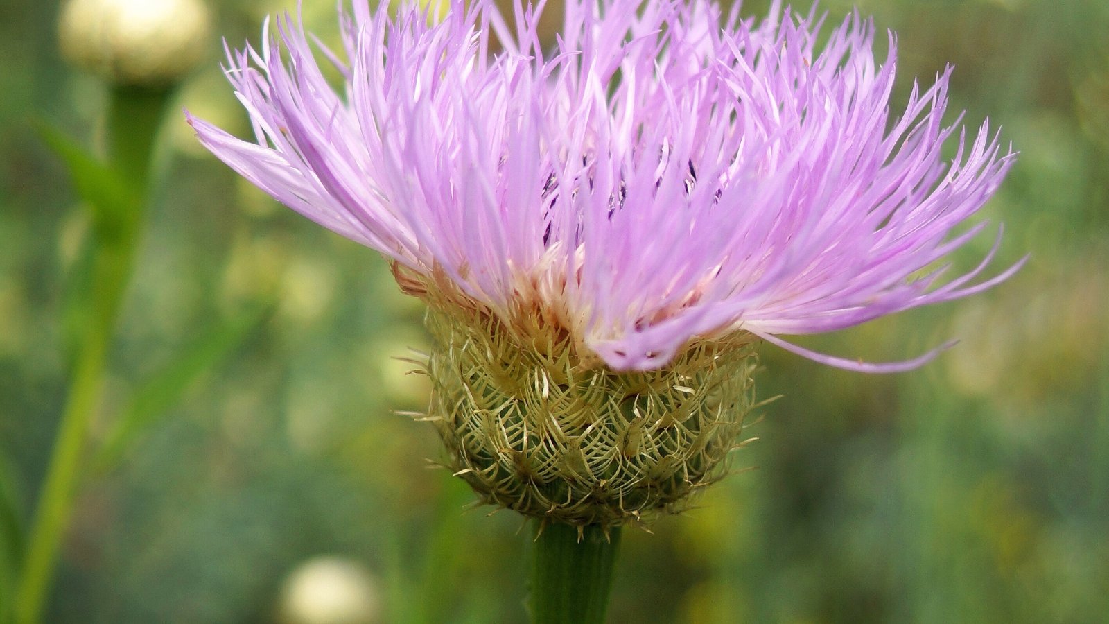 The American star thistle flowerhead presents a striking spherical form adorned with numerous densely packed, needle-like purple florets, surrounded by spiny bracts.