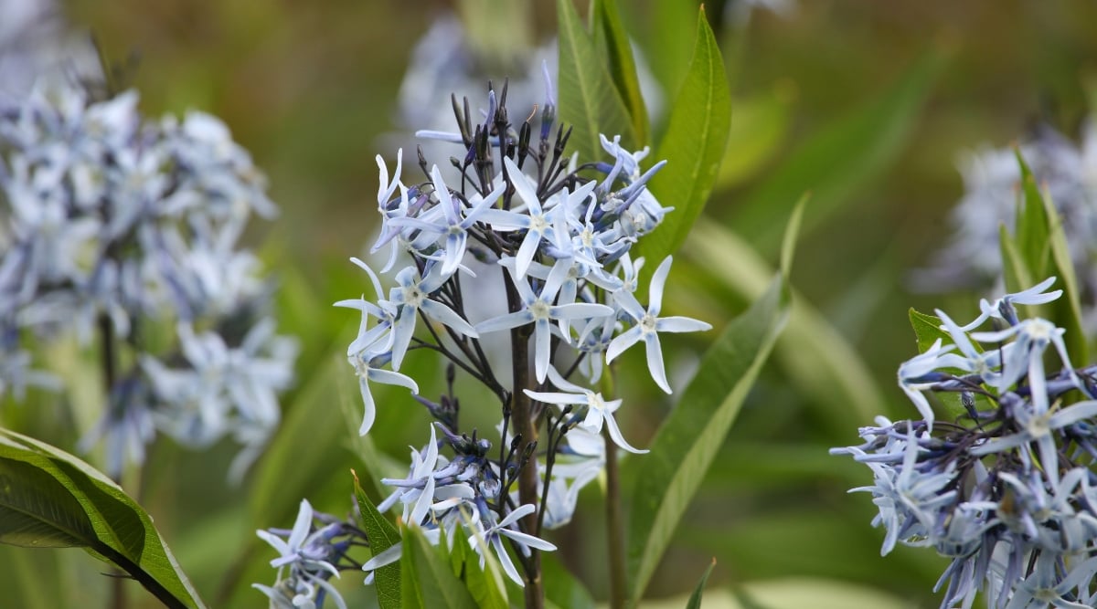 A close-up on common bluestar with loose, rounded clusters of pale blue, star-shaped flowers. The brown stem contrasts with the long green leaves. In the blurred background, other clusters of the same flowers can be seen.