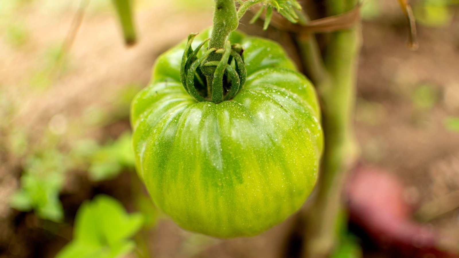 A close-up of a green 'Oxheart' tomato, showcasing its smooth skin and distinctive shape with slight ridges.