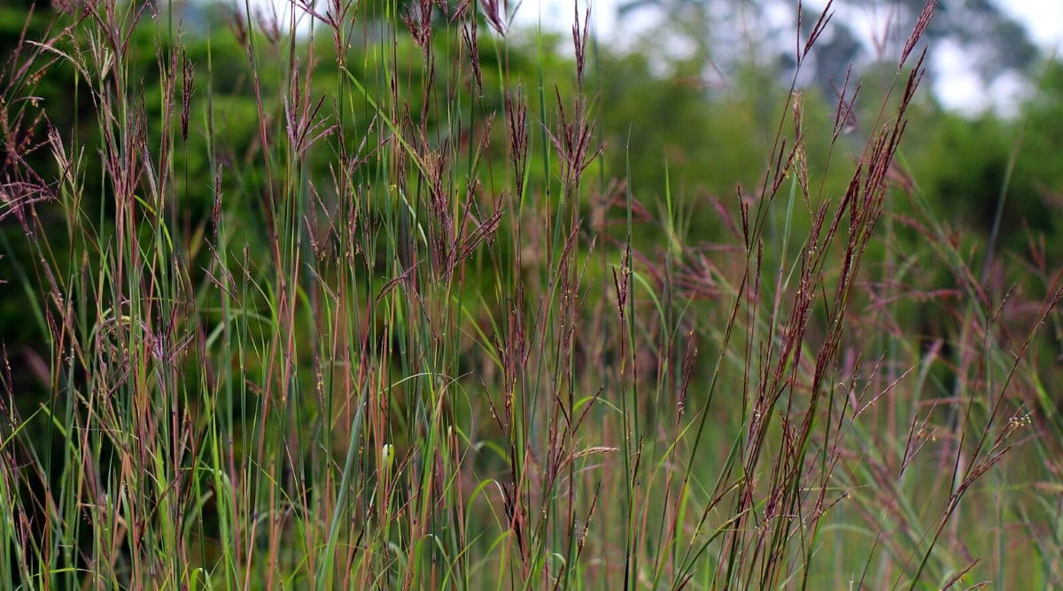 Andropogon gerardii grows in the garden. Andropogon gerardii, commonly known as Big Bluestem, is a tall and robust perennial herb. It has strong erect stems that are reddish in color. The leaves of Andropogon gerardii are long and narrow, bluish green in color and have a rough textured surface. Andropogon gerardii forms pinnate inflorescences at the tops of the stems. Inflorescences consist of dense racemes of small flowers, which are located in branched elongated racemes. Purple or reddish brown flowers