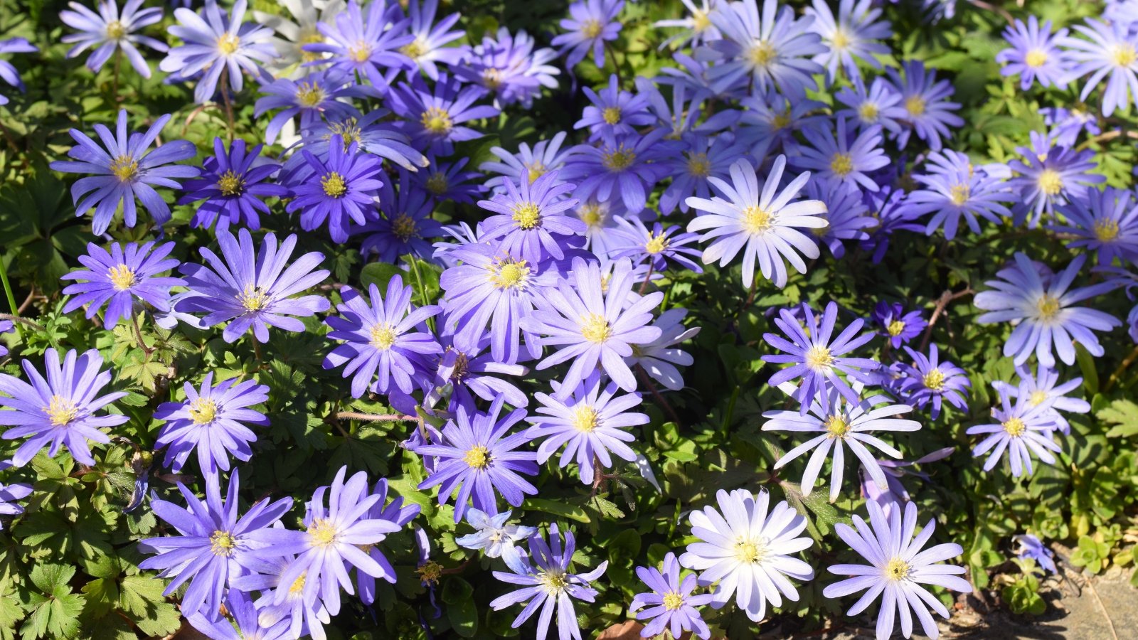 Low-growing, daisy-like flowers in shades of blue bloom atop thin, wiry stems, with finely divided, fern-like green leaves at the base.
