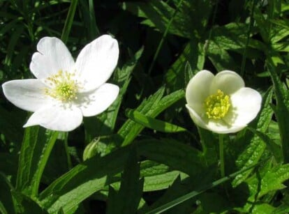 Anemone canadensis in its natural habitat