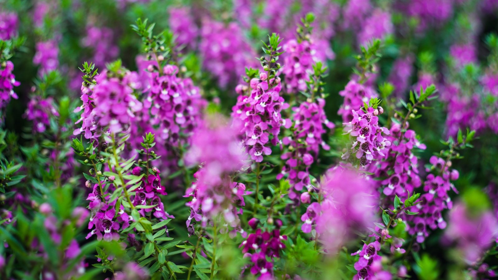 Angelonia angustifolia exhibits upright stems and lance-shaped leaves, bearing spires of delicate, snapdragon-like flowers in shades of purple.
