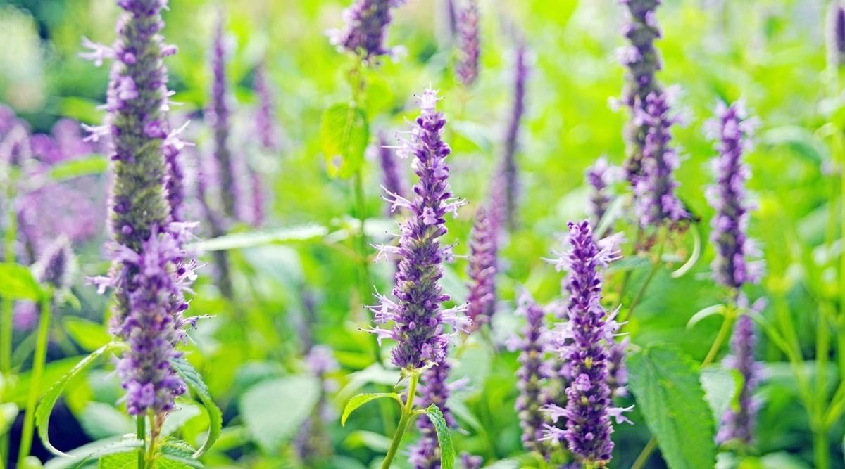 Anise Hyssop