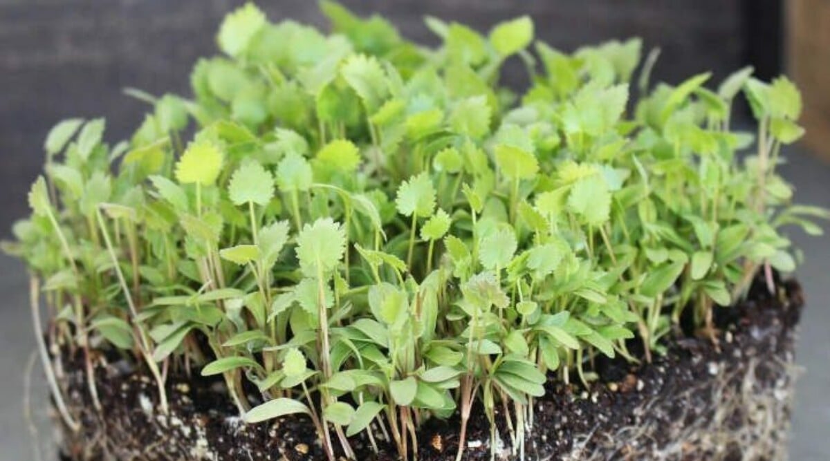 Anise microgreens