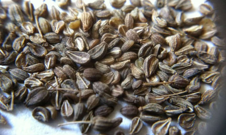 Anise seeds