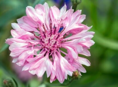 Annual Flower Growing in Summer Sun