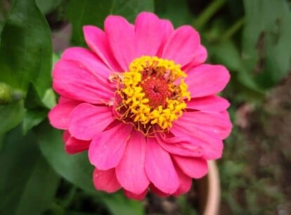 Annual Flower in Garden