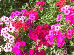 A vibrant display of Annual Phlox blooms in shades of pink, white, and lavender. The delicate petals gracefully unfurl, contrasting against lush green leaves. Basking in the sun, these colorful flowers create a lively garden spectacle.