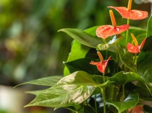 Close-up of a flowering Anthurium plant in a pot against a blurred background. The Anthurium plant is distinguished by its glossy, heart-shaped leaves that emerge from long, slender stems, creating an elegant and tropical aesthetic. Rising above the foliage are vibrant, waxy spathe-shaped flowers, which come in deep red. These striking flowers are characterized by their glossy texture and spadix protruding from the center.