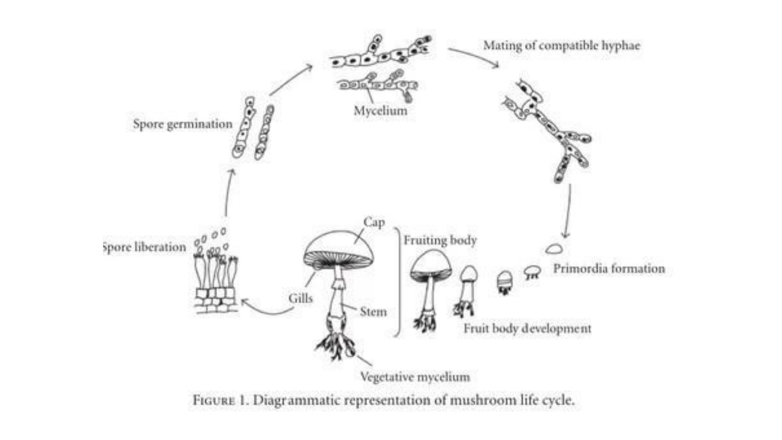 A circular diagram depicting the life cycle of mushrooms, starting with spore germination and progressing through stages of mycelium growth until the emergence of fully formed fruiting bodies.