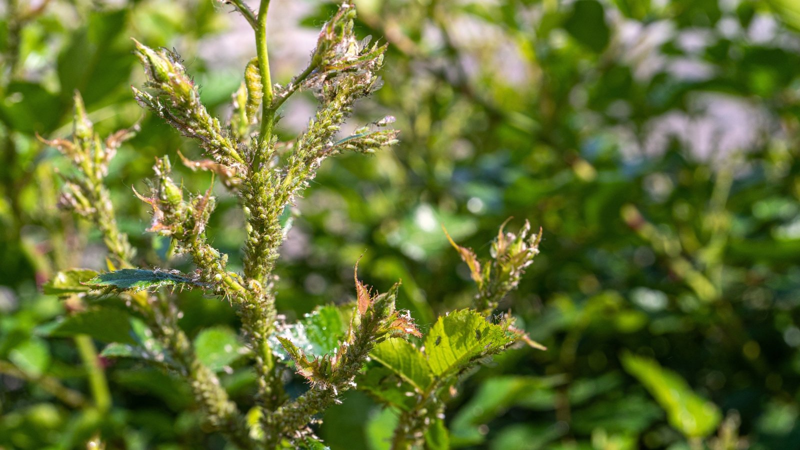 Close-up of a rose stem with small green buds covered in swarms of aphids - tiny, soft-bodied, green-tinged insects.