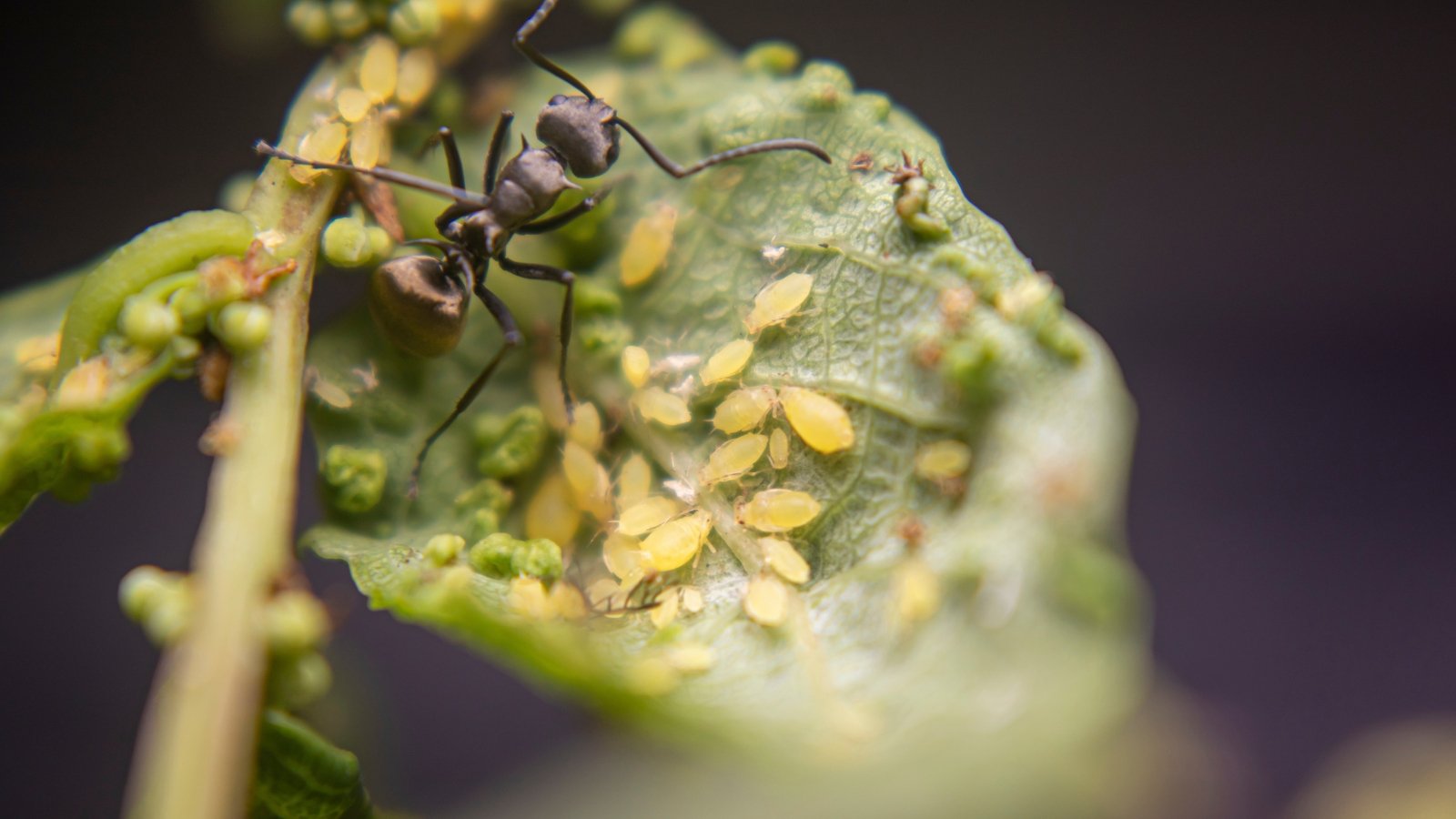 A close-up reveals a swarm of aphids accompanied by an ant on the underside of a vibrant green leaf.