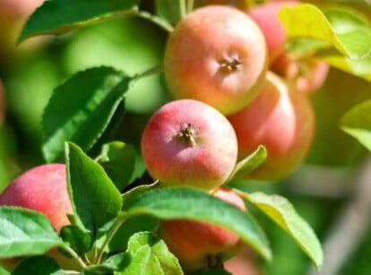 A close up of a popular apple tree variety producing fruit. Up close you can see the pink fruits ready to pick, with green foliage behind them.