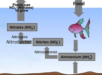 Illustration of the nitrogen cycle in aquaponics