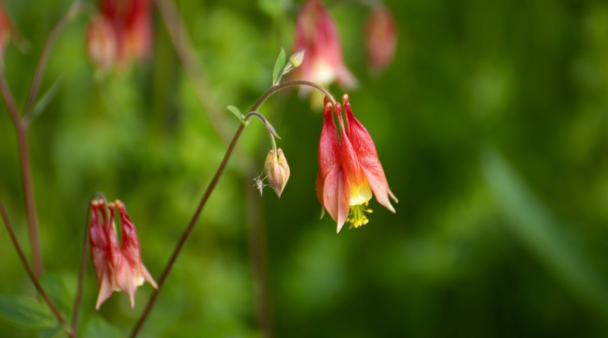 A close-up of a flowering plant, Aquilegia canadensis, commonly known as the Canadian columbine or wild columbine, is a perennial plant native to eastern North America, in a sunny garden, against a blurred green background. The flowers are small, bell-shaped, and consist of five distinctive red and yellow petals. The inner petals are elongated and form backward spurs, while the outer petals are shorter and flare outward.
