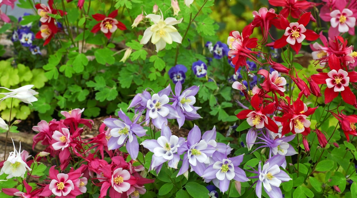 An array of vibrant, colorful flowers in shades of purple, blue, pink, red, and white, with pointed petals, oval and heart-shaped leaves.