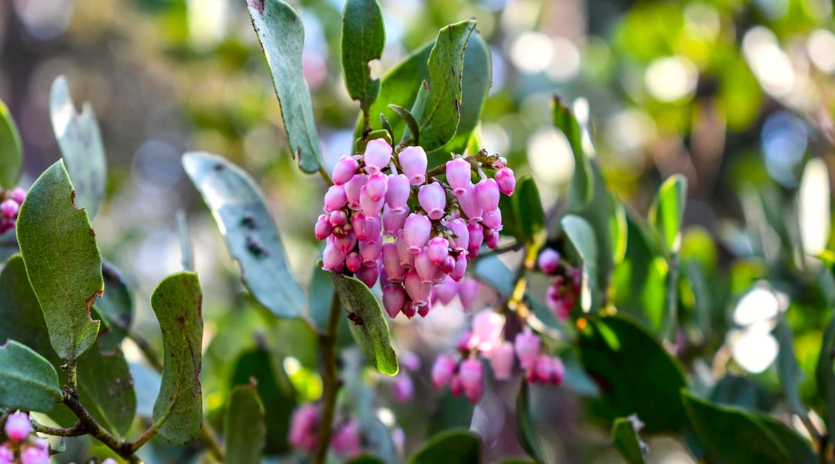 Close-up of a blooming Manzanita (Arctostaphylos spp.) in a sunny garden. The leaves are leathery, small and elliptical, with a glossy green appearance. Manzanita blooms with delicate, urn-shaped flowers in clusters of delicate pink color.