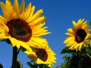 Are sunflowers annuals or perennials